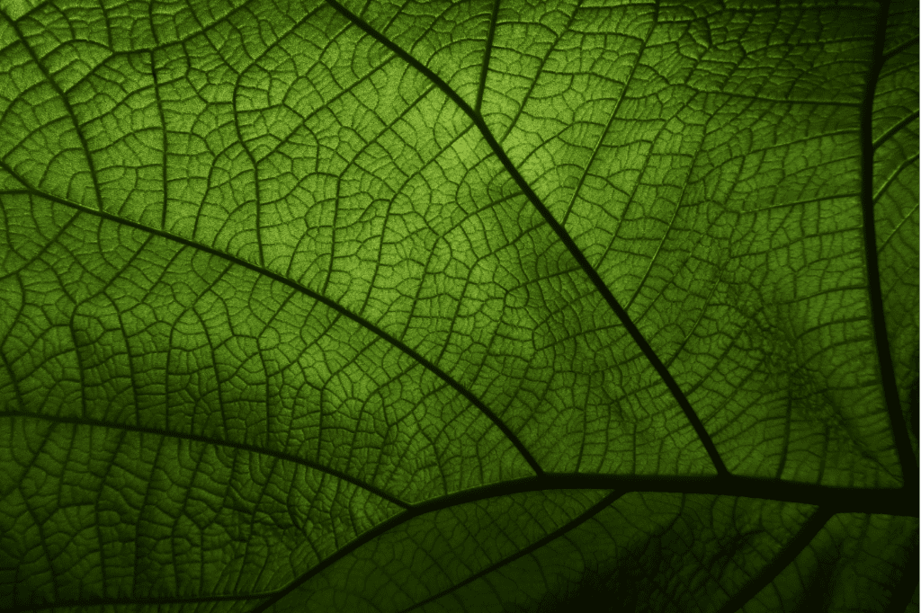 image featured in Must Know: 11 Popular Eco-Friendly Terms And Their Meanings showing a close-up of a green leaf