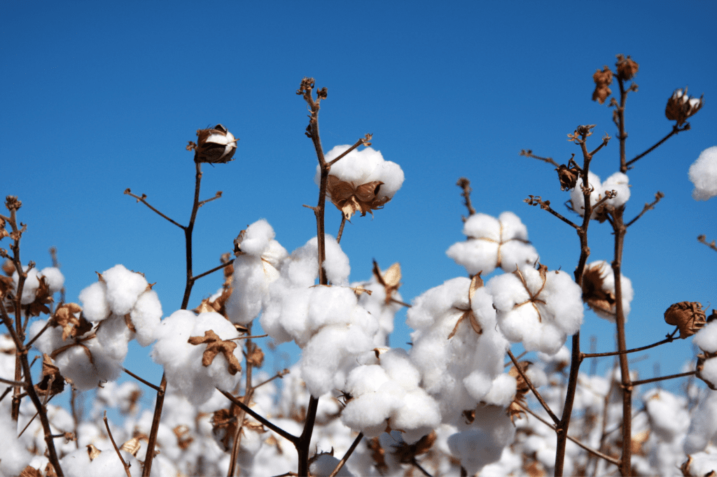 image showing cotton