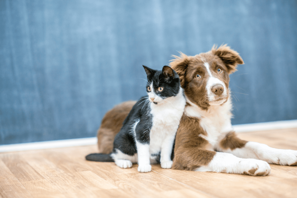 image showing a dog and a cat