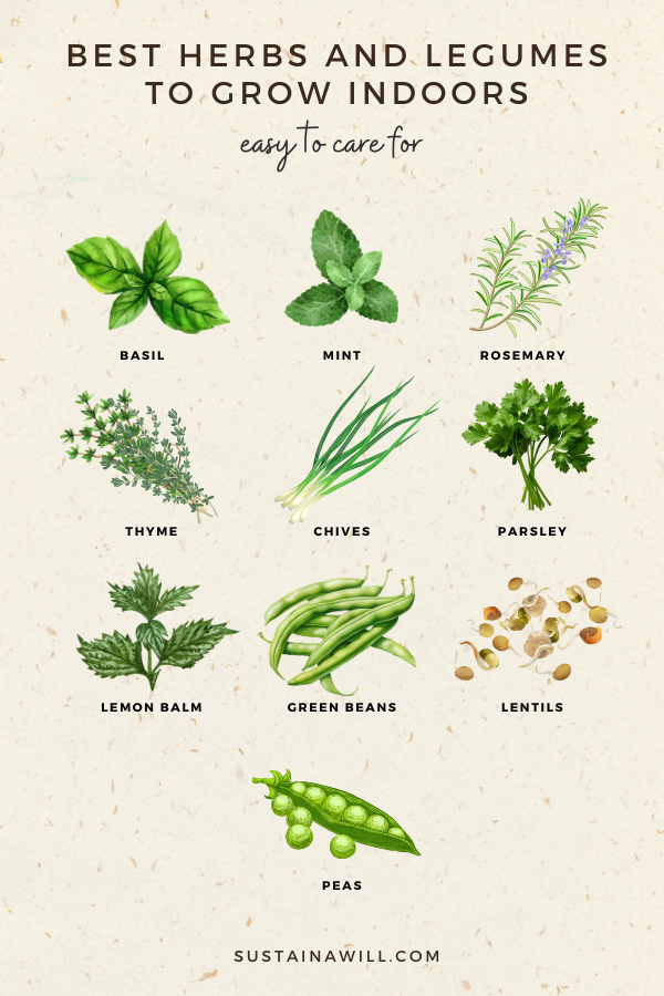 best herbs and legumes for apartment gardening