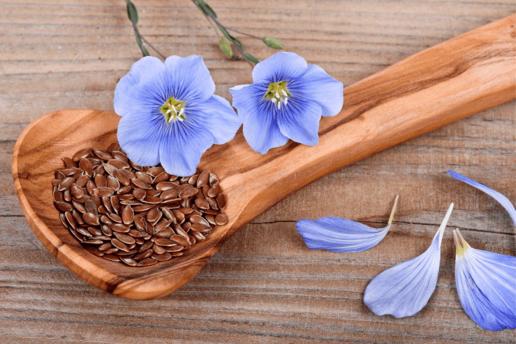 flax plant and flax seeds