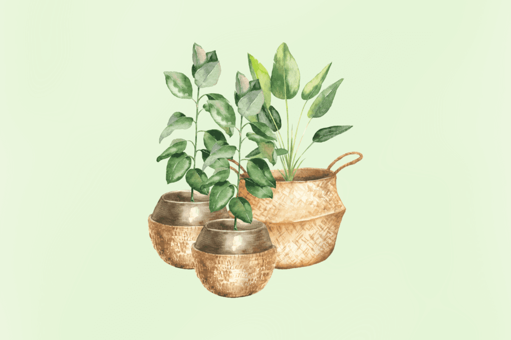 potted indoor plants