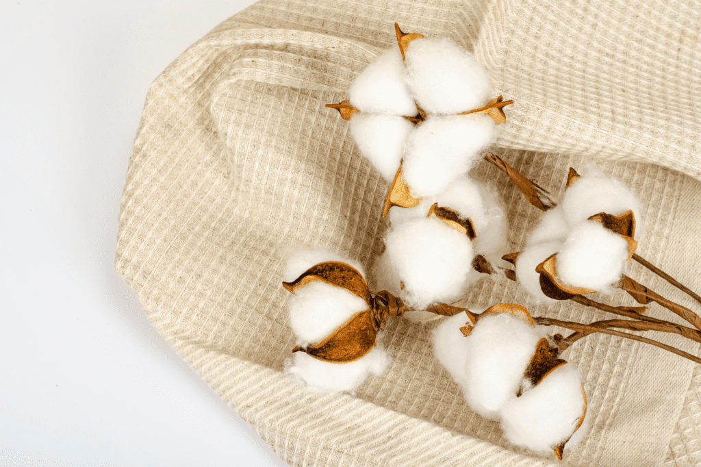 cotton plant and cotton fabric